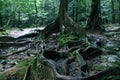 Thick tree roots spreading across the ground in a tropical forest, close up view Royalty Free Stock Photo