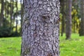 Thick tree trunk closeup