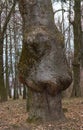 Thick tree trunk with strange disease