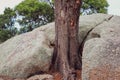Thick tree trunk surrounded with a huge rock Royalty Free Stock Photo