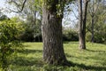 Tree trunks in park areas of Goclaw housing estate