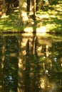 Mystical reflection in dark pond of sunkissed trees and lawn