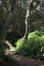 SUBTROPICAL VEGETATION WITH TREES