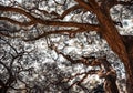 Thick trees branches and trunks