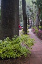 Thick trees in the middle of tile path in Masayoshi Ohira Park