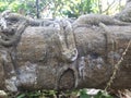 Thick tropical tree trunk covered in rough bark and intertwining vine structures Royalty Free Stock Photo