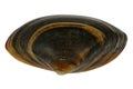 Thick trough shell