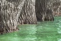 Thick trunks of huge poplar trees in the water during the spring flood of the river