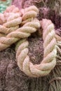 A thick twisted rope made of natural hemp, a loop of thick rope made of plant material. Nautical rope close-up. Backdrop