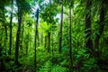 Thick vegetation in Guadeloupe jungle Royalty Free Stock Photo