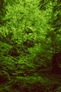 Thick vegetation near the Brandywine water falls