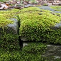 Captures the resilience and beauty of moss thriving in a shaded, moist Royalty Free Stock Photo