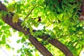 The thick vines are across the railing, and the green leaves are growing wantonly. Spring green background.