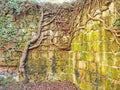 Thick vines grow on an ancient ruined wall