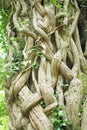 Thick vines growing around an old tree trunk