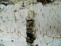 Thick white, brown and gray bark of white birch