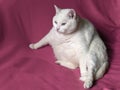 Thick White Cat on Pink Blanket