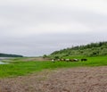 The thick of the Yakut herd horses grazing on the shore North of the Vilyui river.