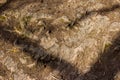 Thickened oak roots on a footpath