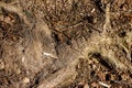 Thickened oak roots on a footpath