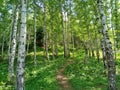 A thicket of a birch forest illuminated by the summer sun. Royalty Free Stock Photo