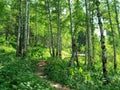 A thicket of a birch forest illuminated by the summer sun. The path through the dense forest passes next to the trees. Royalty Free Stock Photo