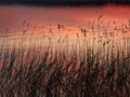 A thicket blackening before the sunset lake Royalty Free Stock Photo