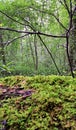 In the thicket of broadleaf forest.