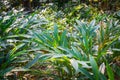 Thicket of cardamom plants at spice plantation in Kumily, Kerala, India