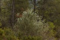 Thicket in closed pine forest of the Riquer river with cloudy daylight in Alcoy Royalty Free Stock Photo