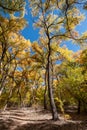 A thicket of cottonwood trees in mid-autumn the leaves of the trees are still turning from green to yellow Royalty Free Stock Photo