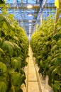 The thicket of cucumber in the greenhouse