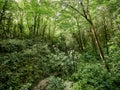 Thicket of dense green forest with parched stream