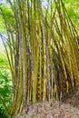 Bamboo Thicket in Costa Rica Royalty Free Stock Photo