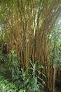 Bamboo Thicket in Costa Rica Royalty Free Stock Photo