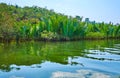 Thicket of nipa palms, Kangy river, Myanmar