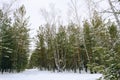 Thicket of mixed winter forest under snow
