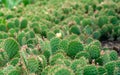 Thicket of the prickly pear cactuses.