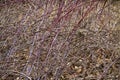 Thicket of red branches, autumn underbrush