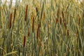 Thicket reeds on banks of river. Pattern for design_ Royalty Free Stock Photo