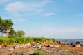 Thicket reeds on the coast Royalty Free Stock Photo