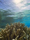 Thicket of staghorn coral near the surface of the sea, Bonaire, Dutch Antilles. Royalty Free Stock Photo