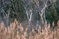 A Thicket of Trees and Reeds in Plymouth Massachusetts