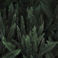 thicket wild fern. High quality photo