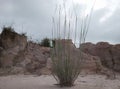 A thicket of wild weeds in the middle of the sandy land