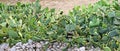 Flourishing cactuses Royalty Free Stock Photo