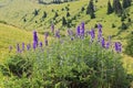 Thickets of aconite of the Dzungarian.