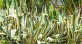 Thickets of Agave americana
