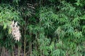Thickets of bamboo close-up