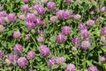 Thickets of a blossoming clover Royalty Free Stock Photo